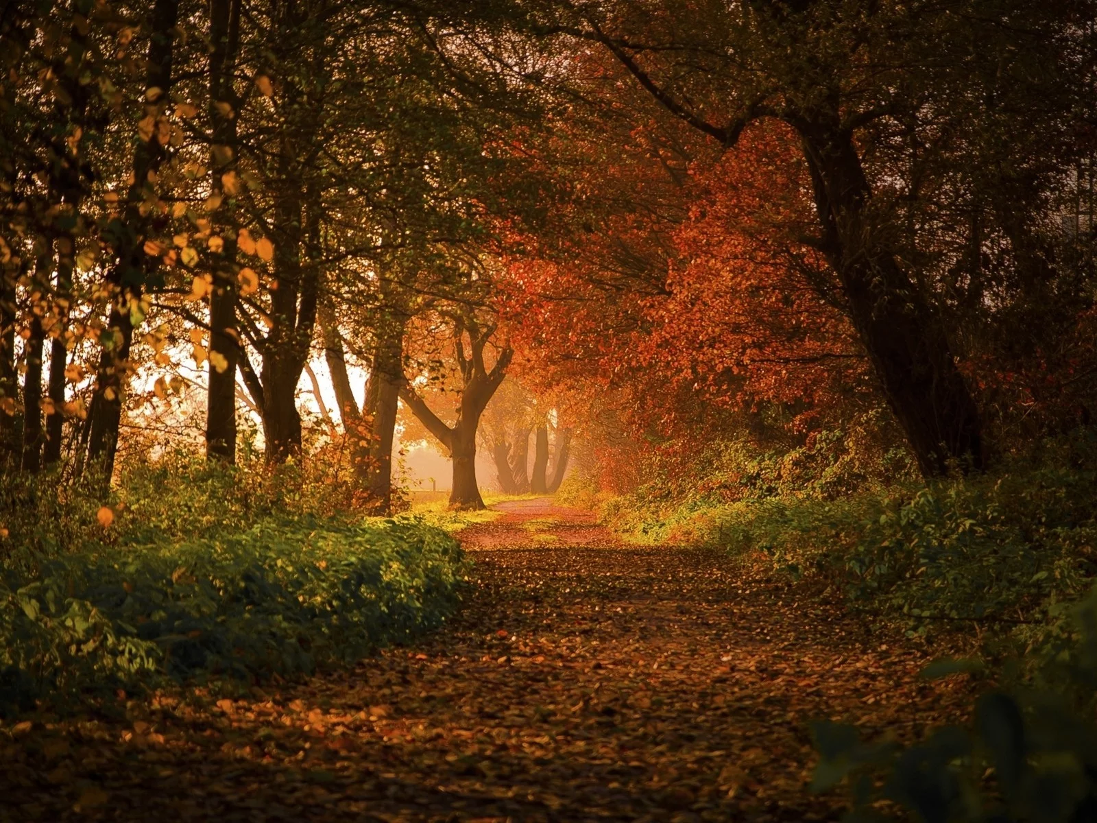 лес, дорога, forest, road, trees, sunrise, grass, yellow, fence, leaves, mist, moss, trees, forest, fallen, park, green, nature, landscapes, trees, forest, trail, woods, leaves, sunrise, see, dark, day, nice, autumn, wide