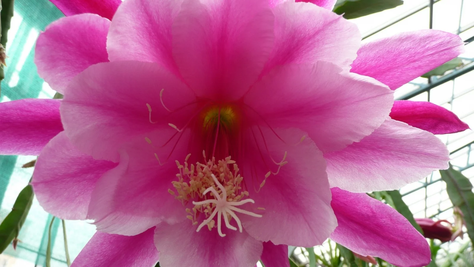 cactus, flower