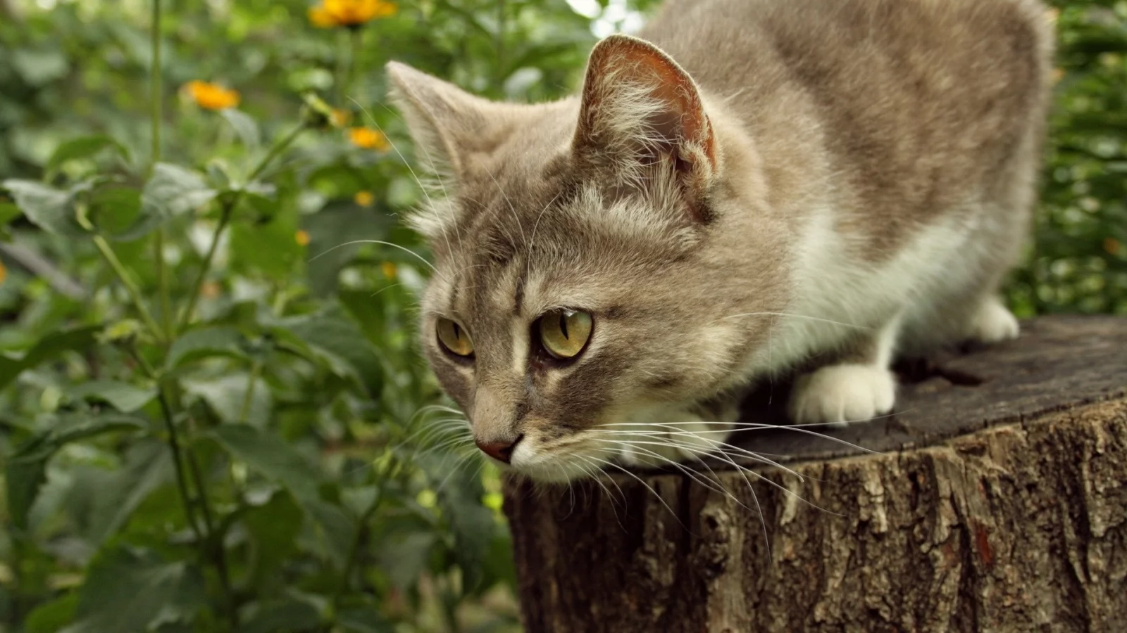 кошка, киса, кот