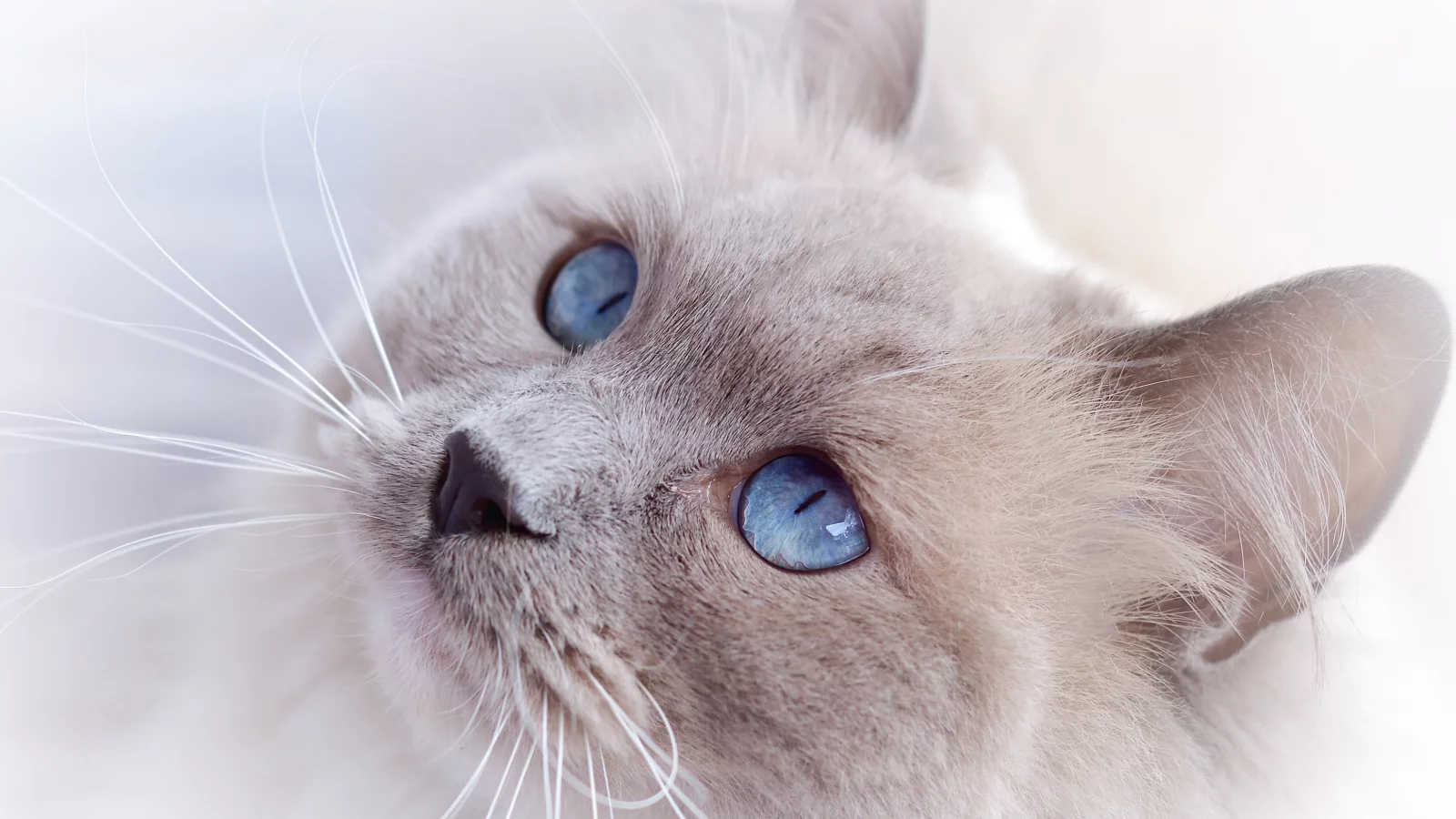 кошка, киса, кот