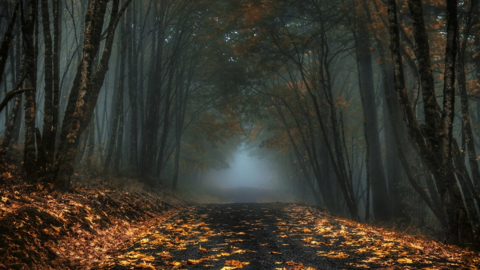 лес, дорога, forest, road, fog, trees, sunrise, grass, green, fence, leaves, mist, moss, trees, forest, fallen, park, green, nature, landscapes, trees, forest, trail, woods, leaves, fence, sunrise, see, sun, day, summer, wide