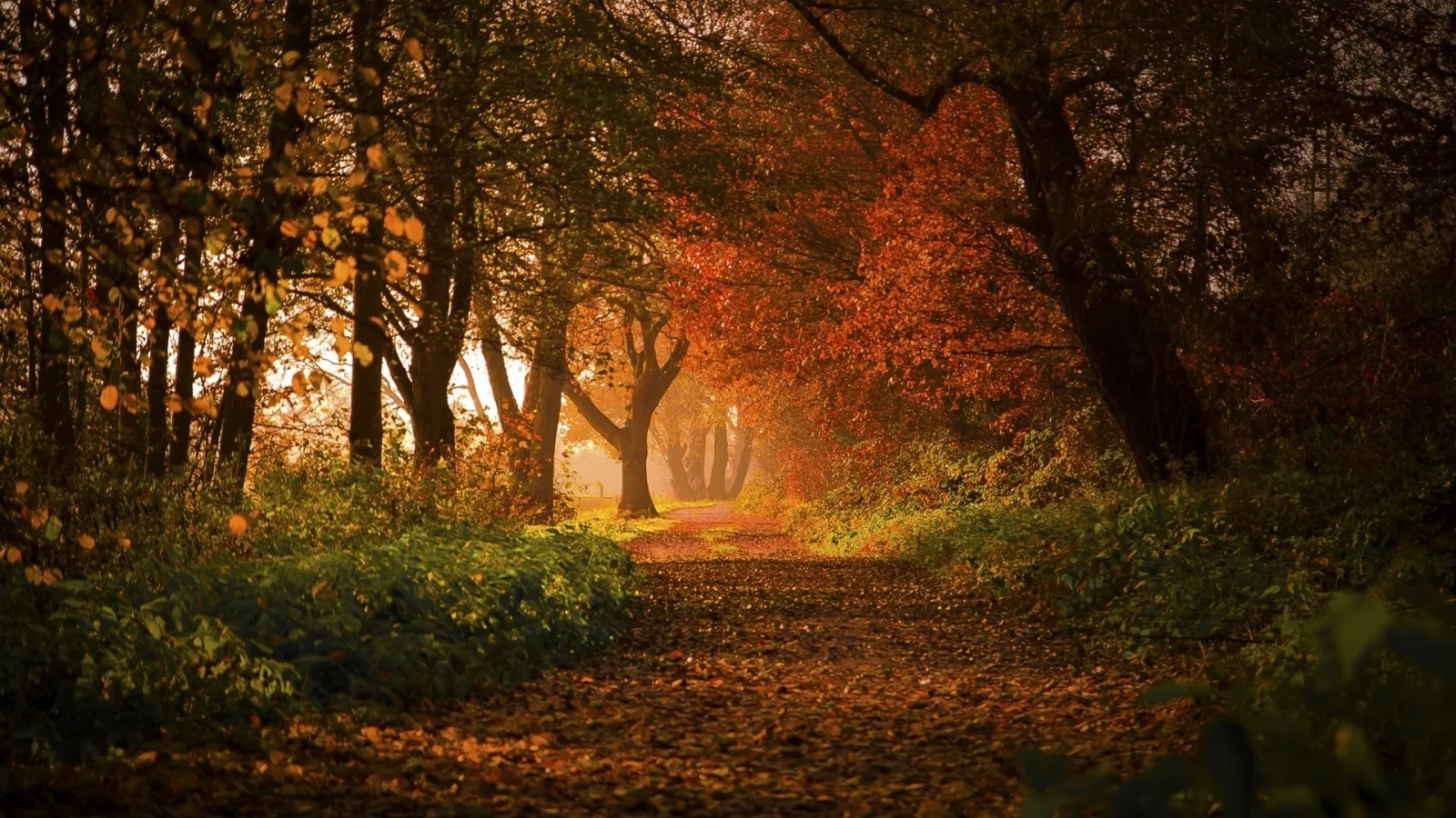 лес, дорога, forest, road, trees, sunrise, grass, yellow, fence, leaves, mist, moss, trees, forest, fallen, park, green, nature, landscapes, trees, forest, trail, woods, leaves, sunrise, see, dark, day, nice, autumn, wide