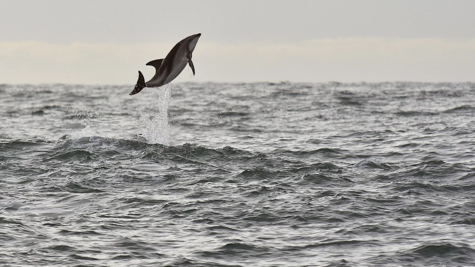 sea, wildlife, dolphin, seascape, jump, splash