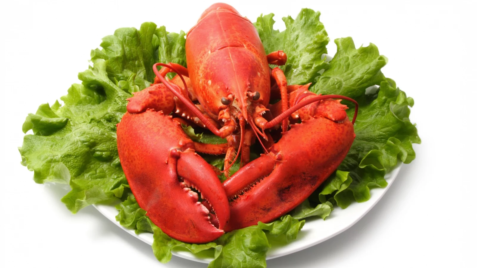 seafood, салат, морепродукт, листья, омар, клешни