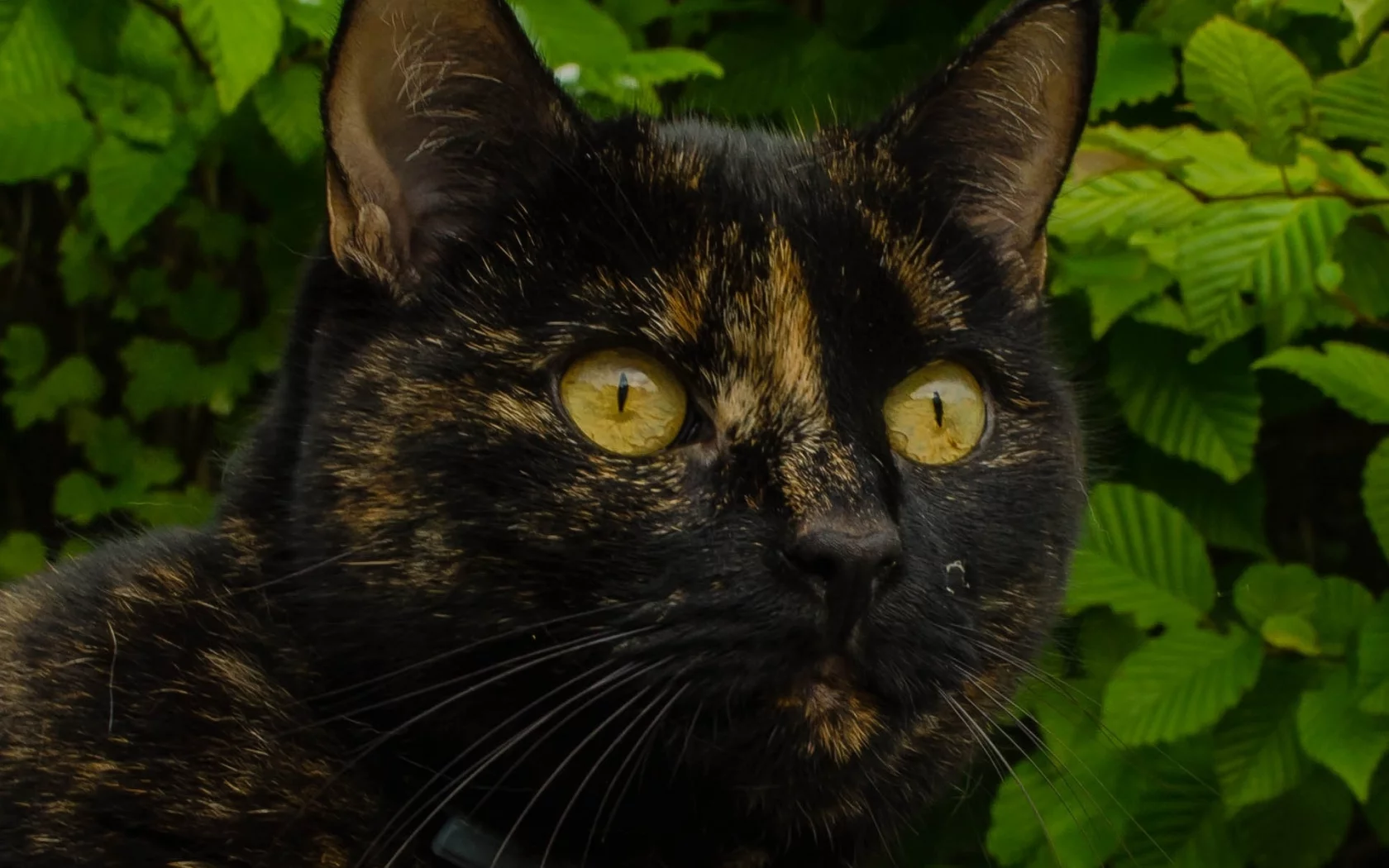 кошка, взгляд