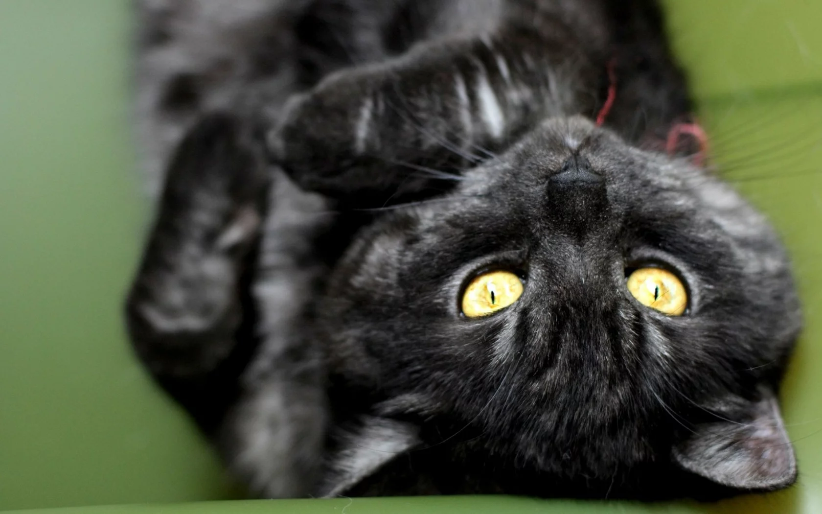 кошка, киса, кот