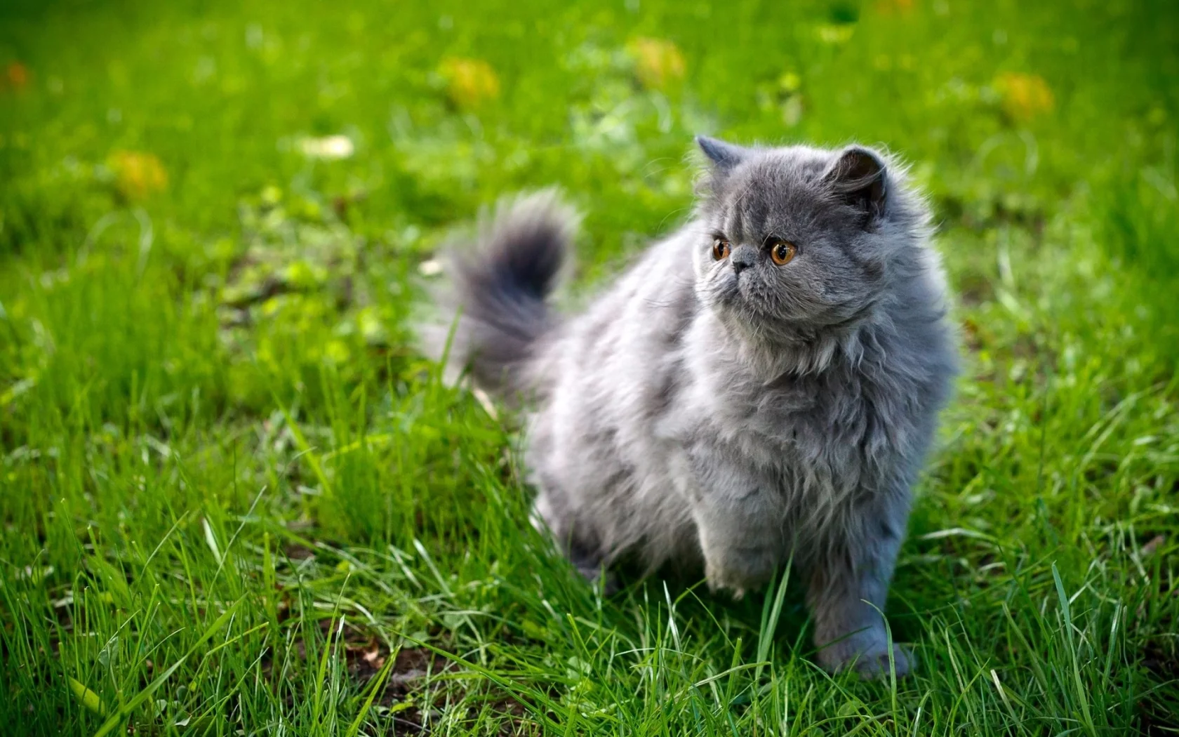 кошка, киса, кот
