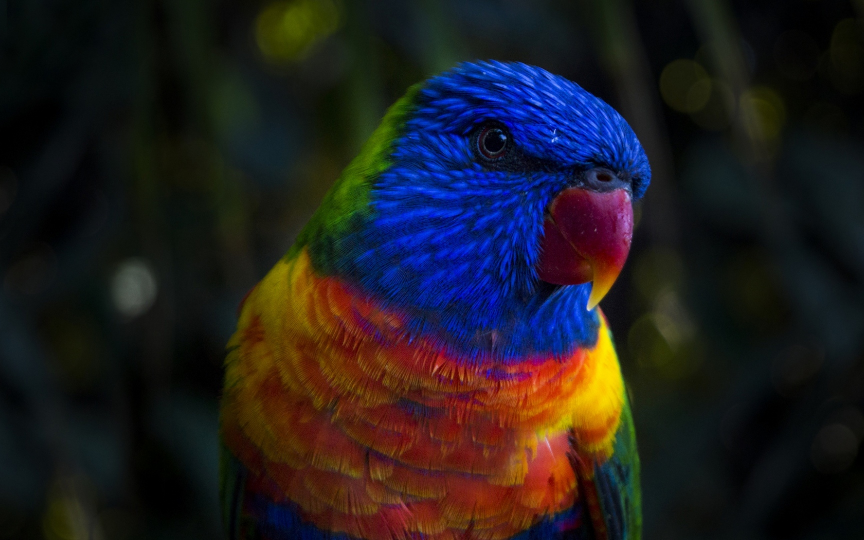 попугай, окрас, разноцветный
