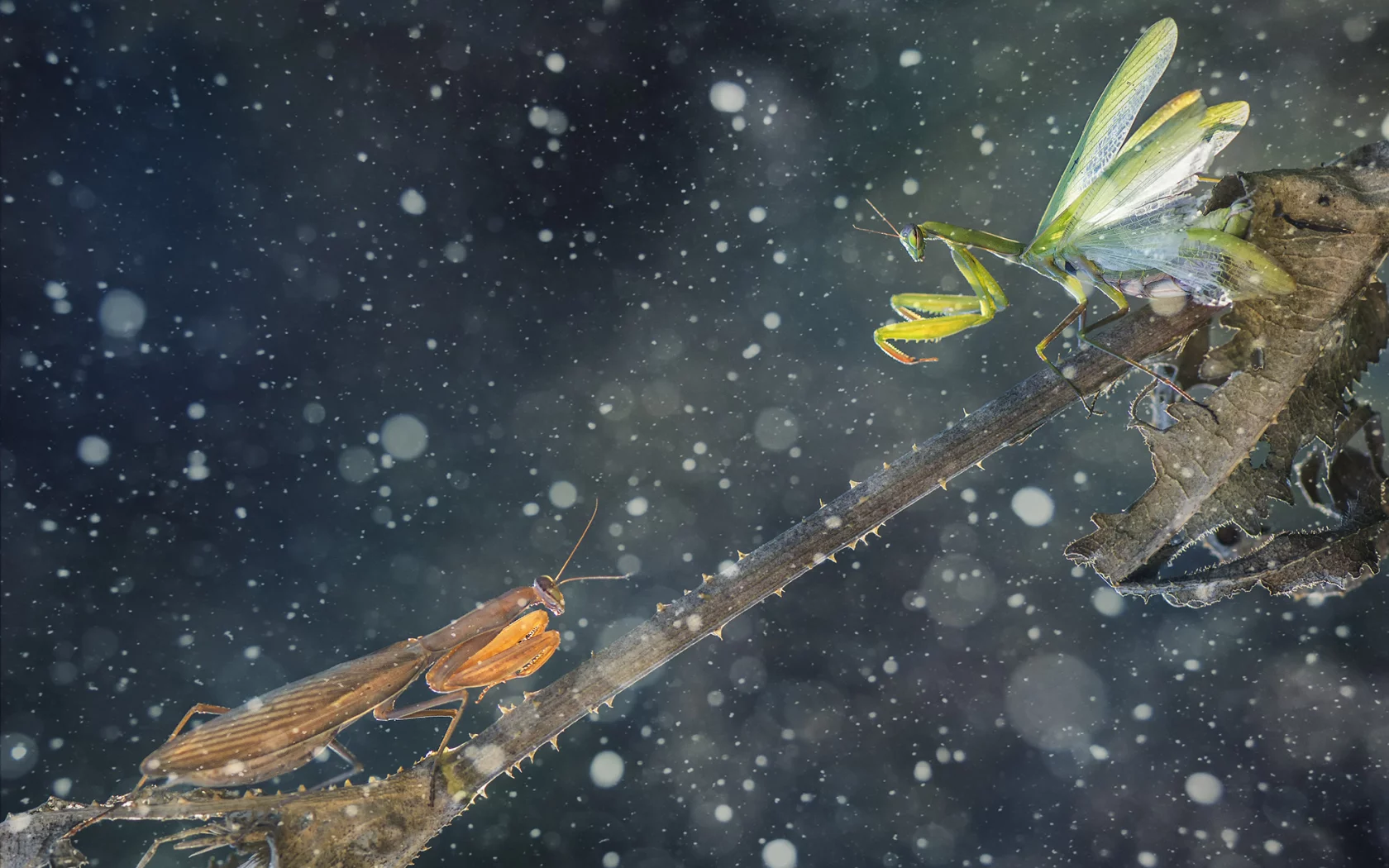 green mantis, mantises, thorns, brown mantis, battle, leaf, branch
