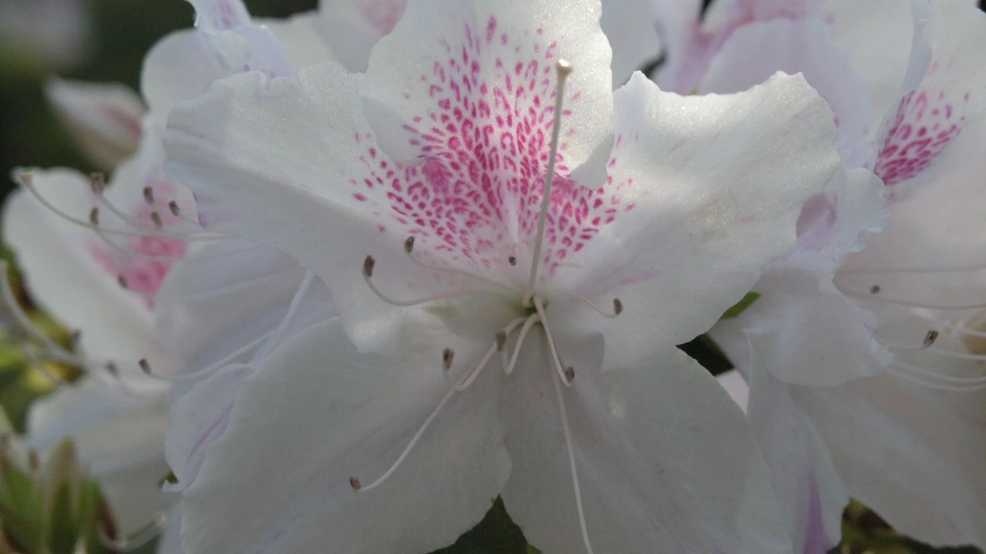 white, azalea