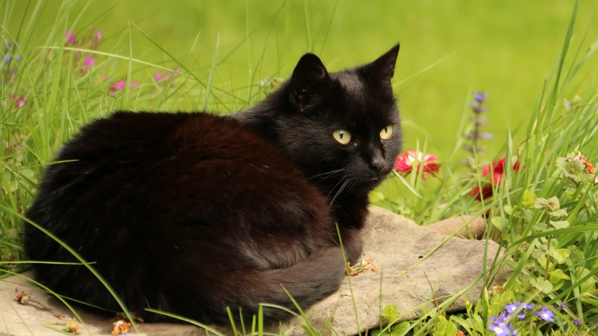 кошка, киса, кот