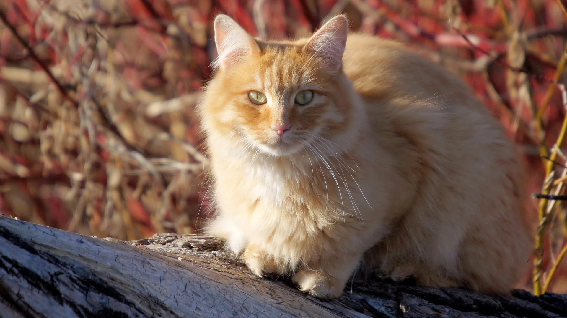 кошка, киса, кот
