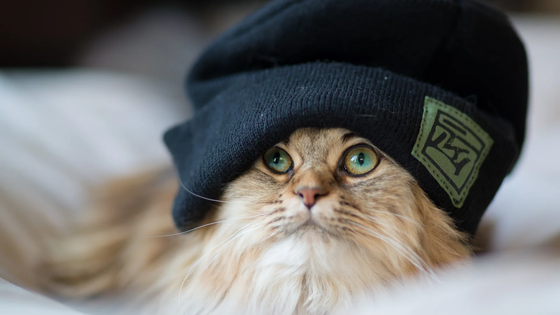 кошка, киса, кот