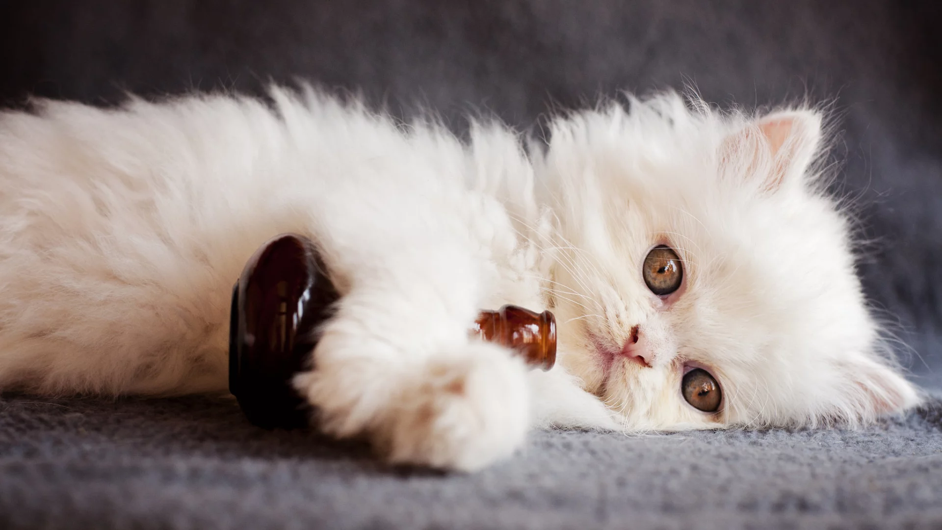 кошка, киса, кот