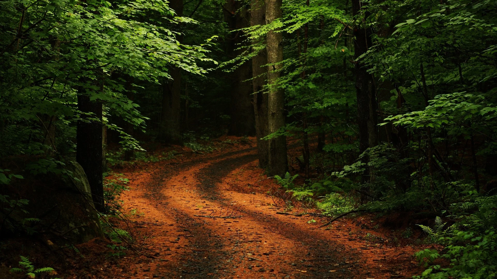 лес, дорога, forest, dense, road, winding, trees, sunrise, grass, green, leaves, mist, moss, trees, forest, fallen, park, green, nature, landscapes, trees, forest, trail, woods, leaves, fence, sunrise, see, dark, summer, wide