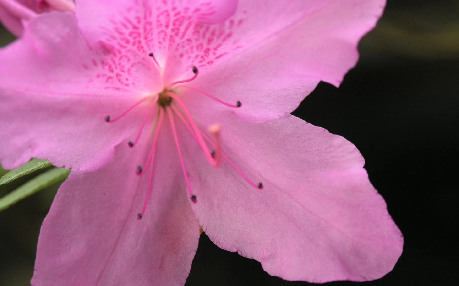 pink, azalea