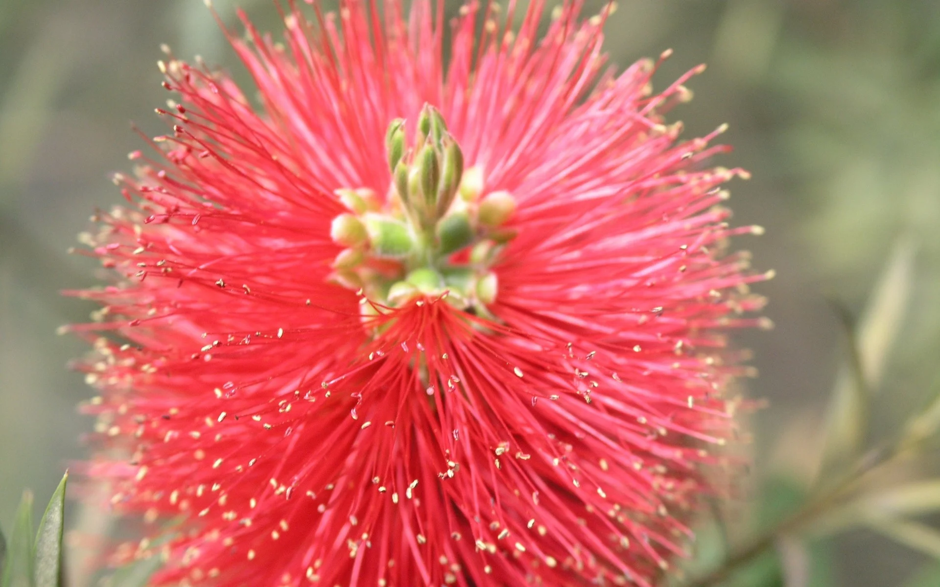 flower, hana