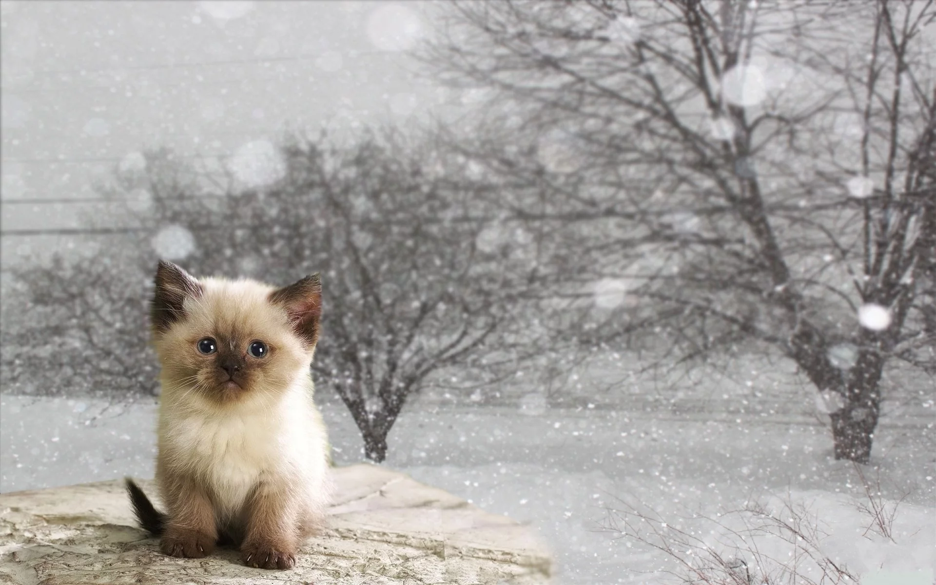 кошка, киса, кот