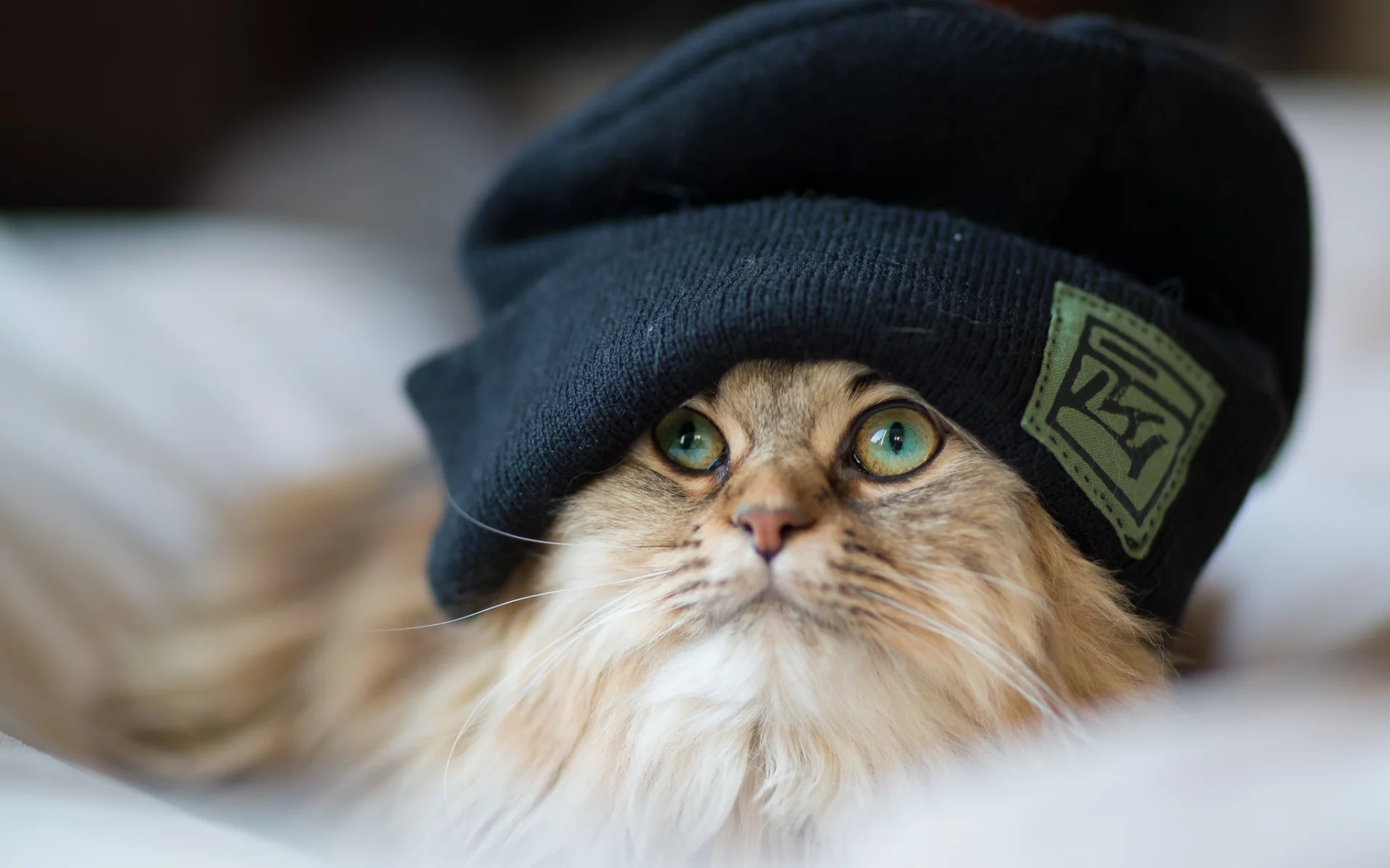 кошка, киса, кот