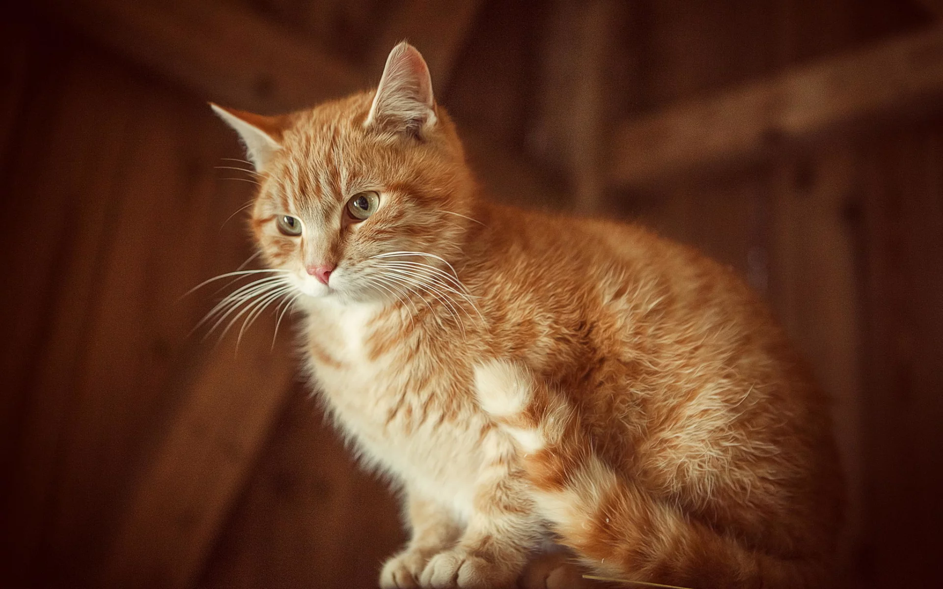 кошка, киса, кот