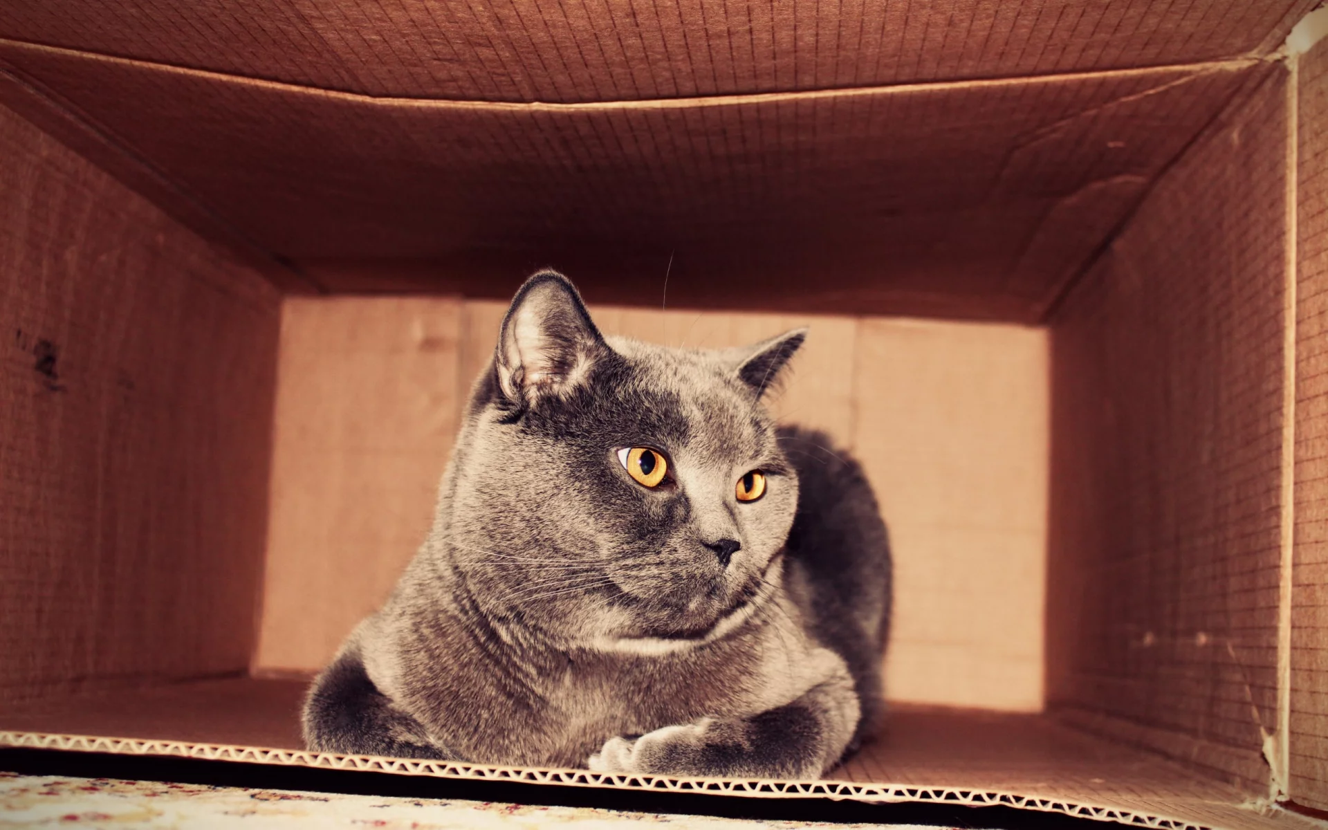 кот, кошка