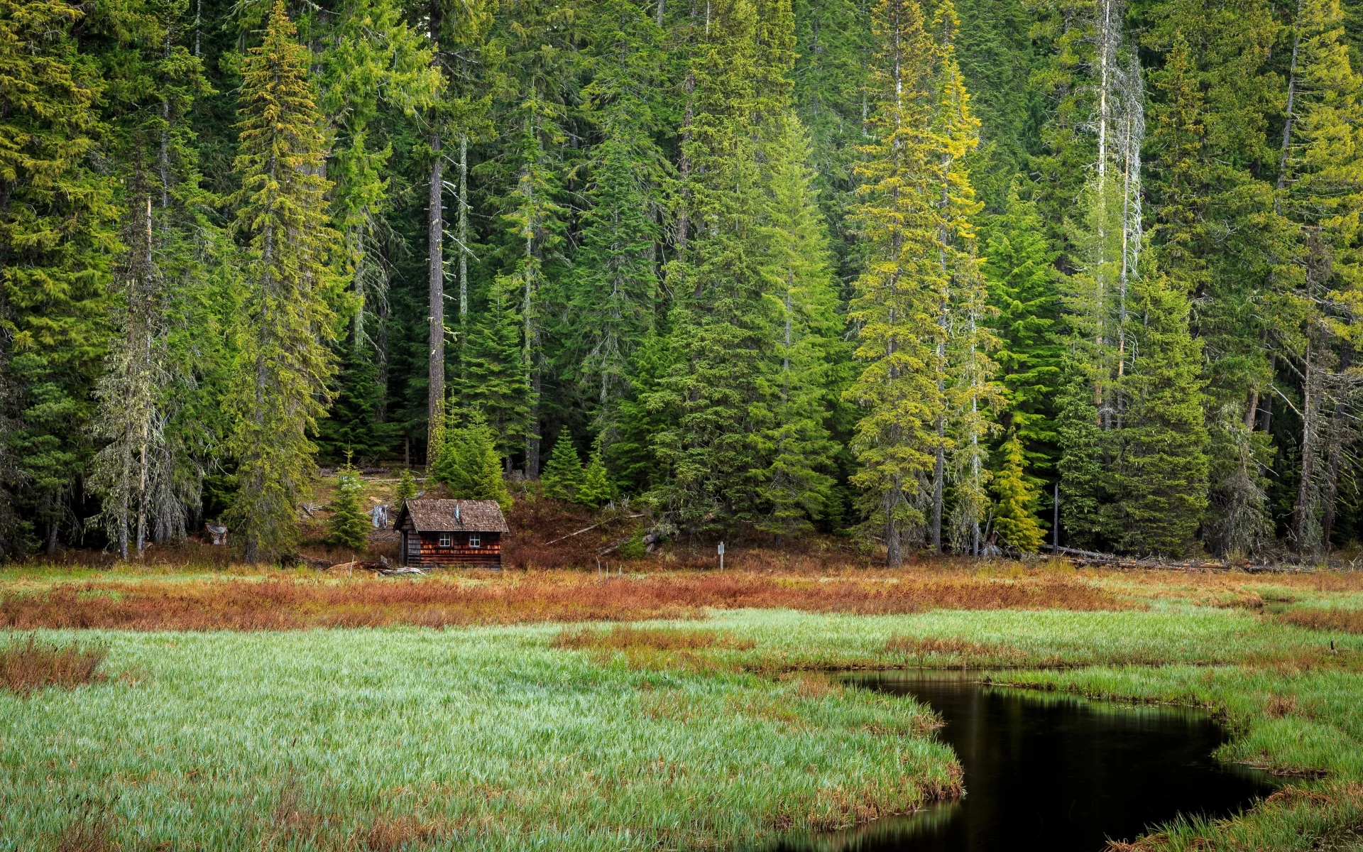 лес, дом, forest, house, trees, river, sunrise, grass, green, fence, leaves, mist, moss, morning, trees, forest, fallen, park, green, nature, landscapes, trees, forest, trail, woods, leaves, fence, sunrise, see, sun, day, summer, wide