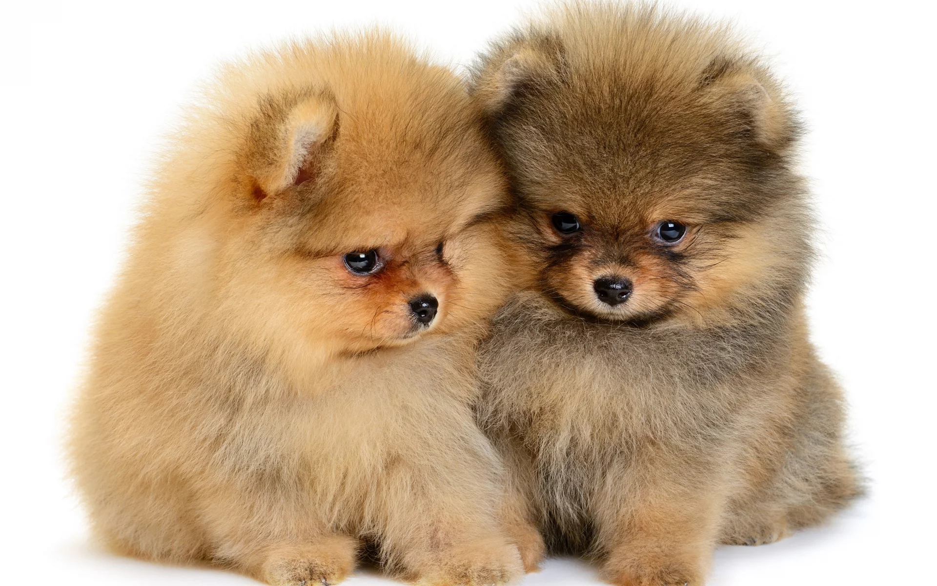 щенки, пушистые, puppy, милые, малыши, шпиц