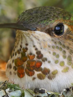 птица, птичка