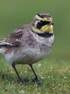 птица, птичка