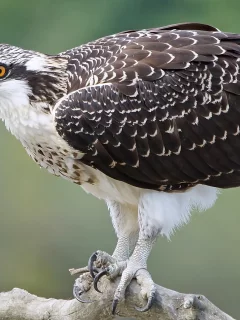 птица, птичка