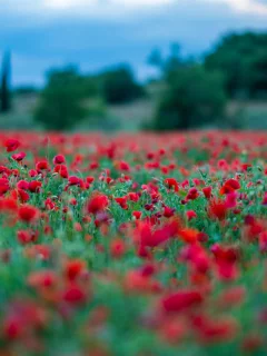 природа, красота