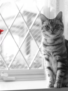 окно, цветы, взгляд, кошка