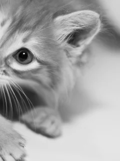 кошка, киса, кот