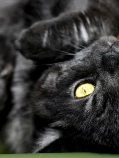 кошка, киса, кот