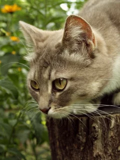 кошка, киса, кот