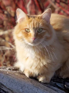 кошка, киса, кот