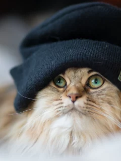 кошка, киса, кот