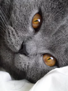 кошка, киса, кот