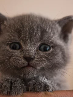 кошка, киса, кот