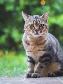 котейка, взгляд, фон
