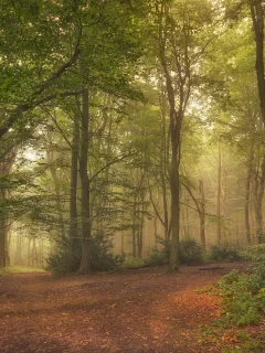 лес, туман, tree, forest, path, fog, fallen, park, green, nature, landscapes, trees, forest, trail, woods, leaves, fence, sunrise, see, summer, wide