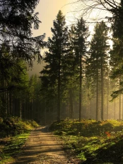 лес, дорога, forest, road, trees, sunrise, grass, green, fence, leaves, mist, moss, morning, trees, forest, fallen, park, green, nature, landscapes, trees, forest, trail, woods, leaves, fence, sunrise, see, sun, day, summer, wide