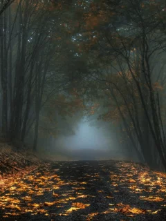 лес, дорога, forest, road, fog, trees, sunrise, grass, green, fence, leaves, mist, moss, trees, forest, fallen, park, green, nature, landscapes, trees, forest, trail, woods, leaves, fence, sunrise, see, sun, day, summer, wide