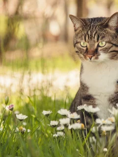 кошка, боке, цветы, маргаритки, кот