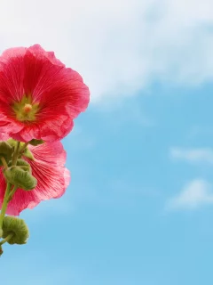 цветок, небо, мальва, природа