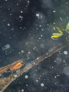 green mantis, mantises, thorns, brown mantis, battle, leaf, branch