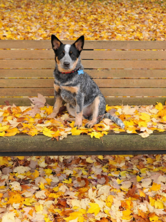 собаки, осень, листья, скамейка, австралийская пастушья