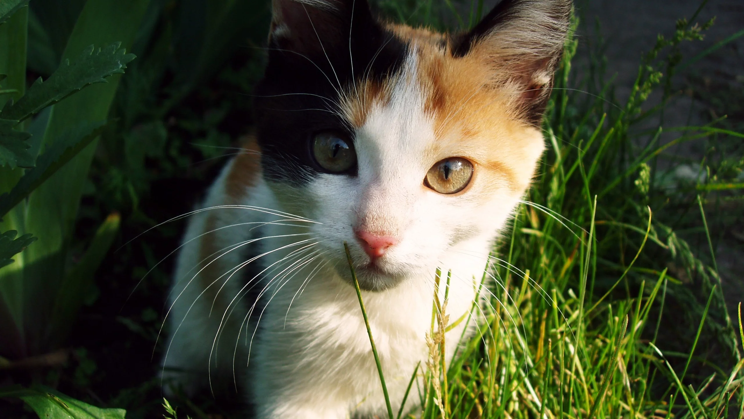 кошка, киса, кот
