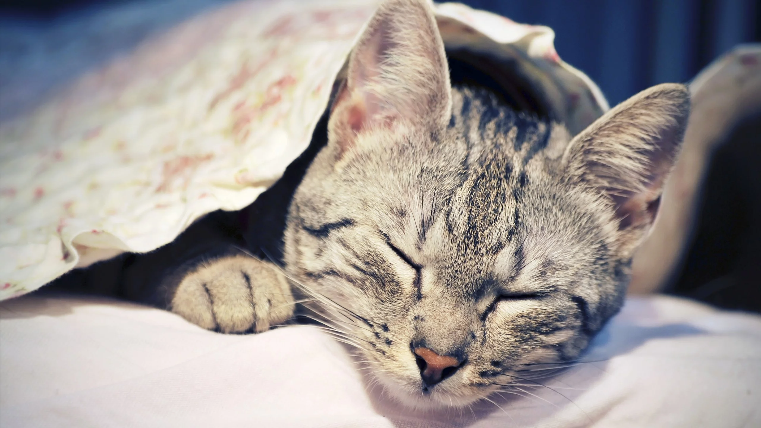 кошка, киса, кот