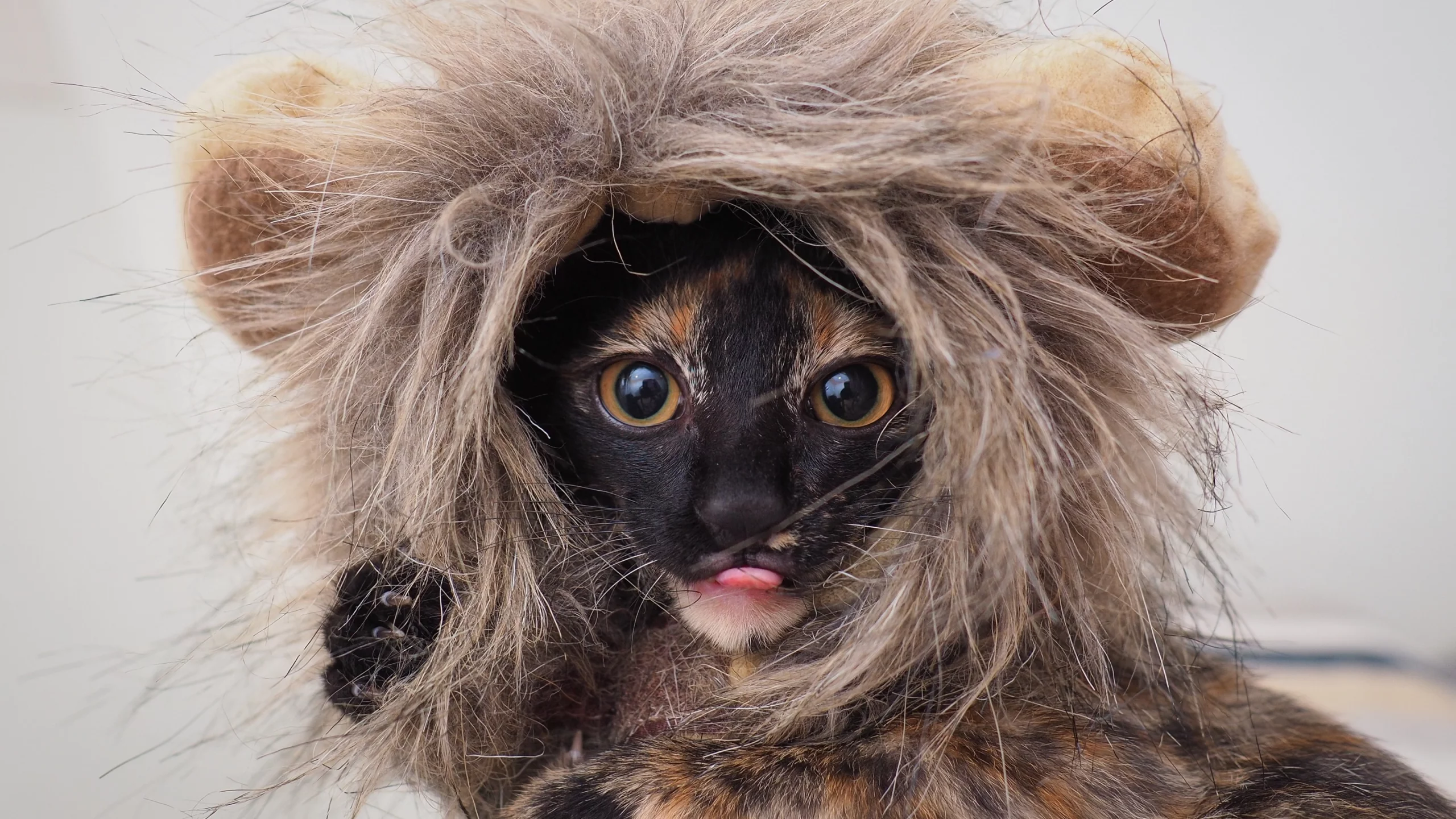 костюм, глаза, котенок